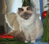 Zara und der Spiegel