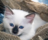 Yeelow von Giesenwald