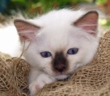 Yeelow von Giesenwald